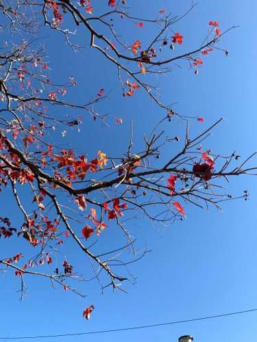 紅葉しました。_b0105897_02211525.jpg