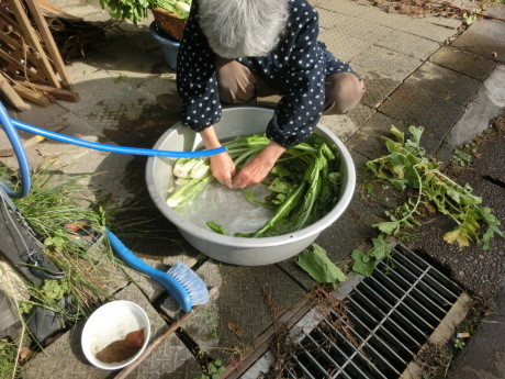初霜・大根・川流れ菜_a0203003_12215531.jpg