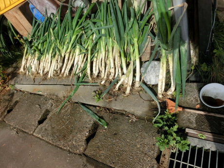 初霜・大根・川流れ菜_a0203003_12220775.jpg