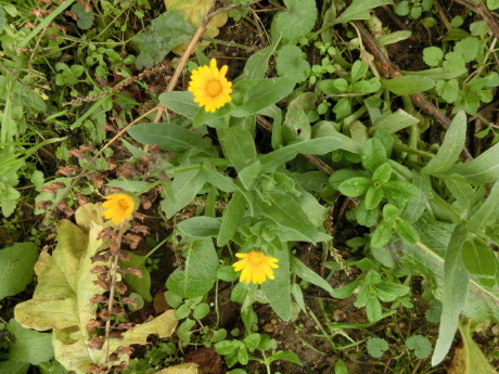 初霜・大根・川流れ菜_a0203003_12340659.jpg