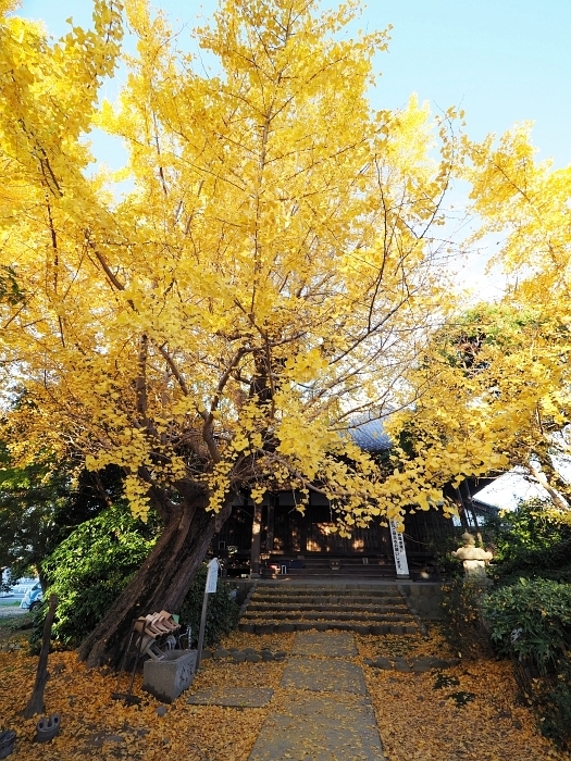祖父江のイチョウ 19 いわしののんびり遊泳 vol 2 祖父江のイチョウ 19 いわしののんびり遊泳 vol 2