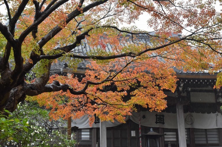 安国論寺　IN THE RAIN_d0065116_18365637.jpg