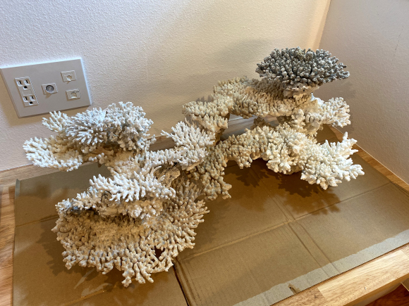 デスロック 白化サンゴ 飾りサンゴ で立ち上げ レイアウト習作 猫と水草とサンゴ