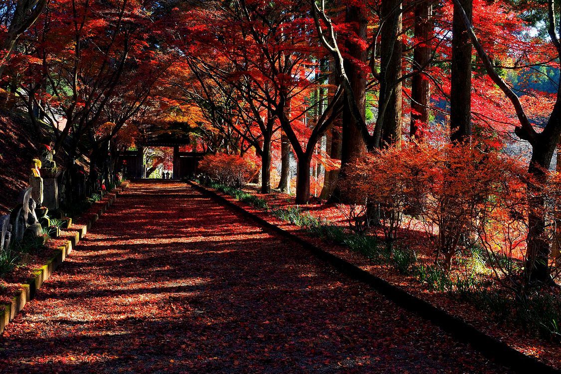 佐野市・仙波「金蔵院」2019年紅葉（２）・・・絶景！紅葉回廊♪_a0031821_14590736.jpg