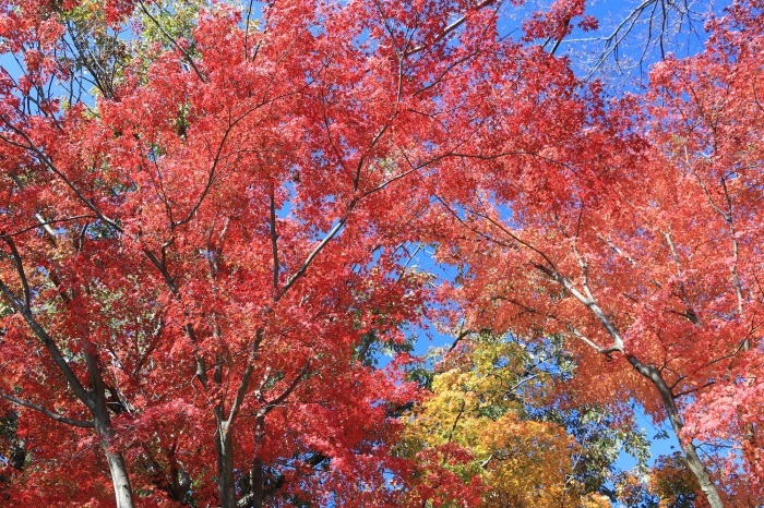 紅葉写真・・・(4227)_e0349324_08274794.jpg
