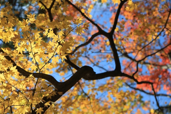 紅葉写真・・・(4227)_e0349324_08294771.jpg