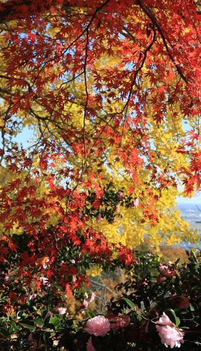 紅葉写真・・・(4227)_e0349324_08344001.jpg