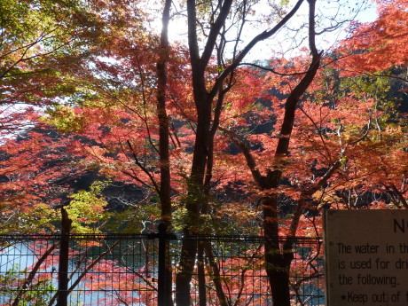 紅葉に染まる散策路　『布引～修法ヶ原～大師道』_c0218841_18003138.jpg