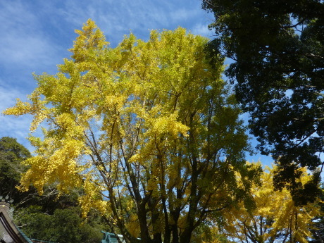 紅葉に染まる散策路　『布引～修法ヶ原～大師道』_c0218841_18063891.jpg