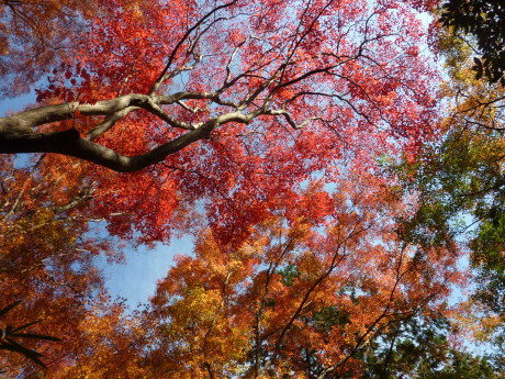 紅葉に染まる散策路　『布引～修法ヶ原～大師道』_c0218841_18075793.jpg