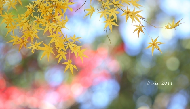 特別撮影会 ~紅葉の平林寺~ _e0227942_21591003.jpg