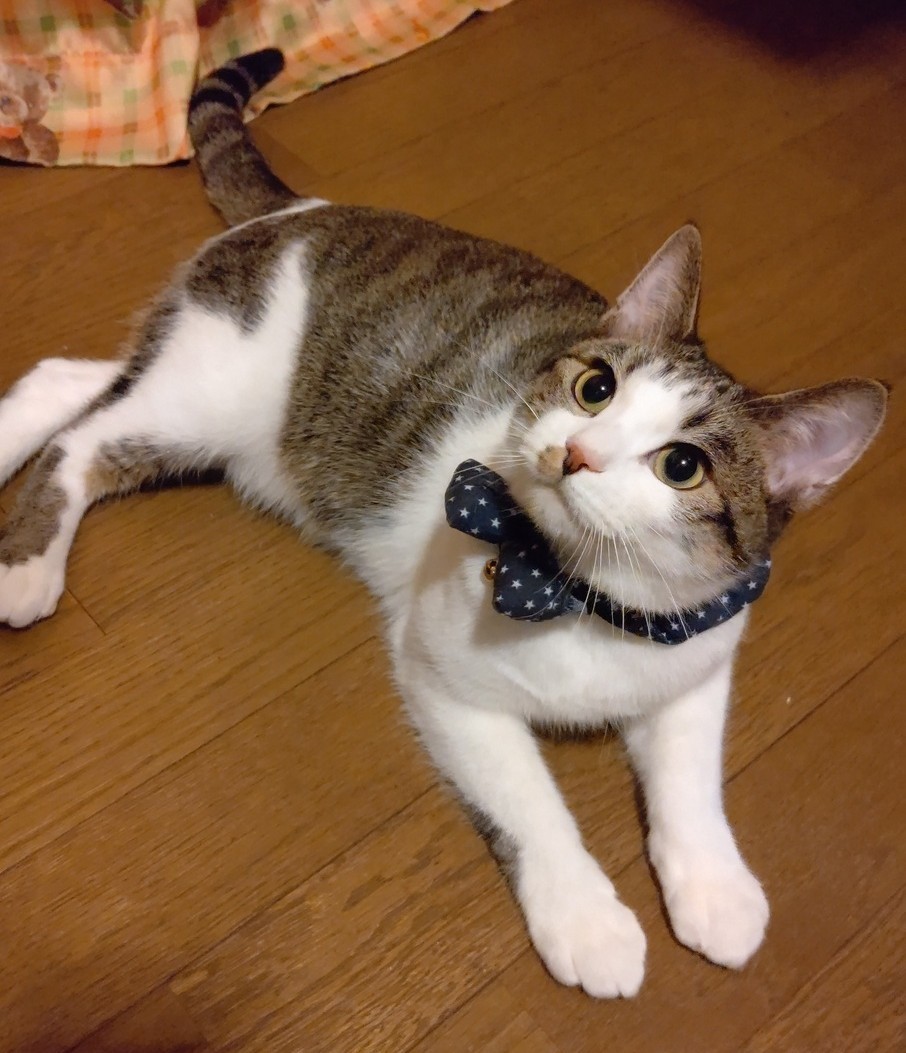 みなさんはじめまして♪_a0392544_18560311.jpg