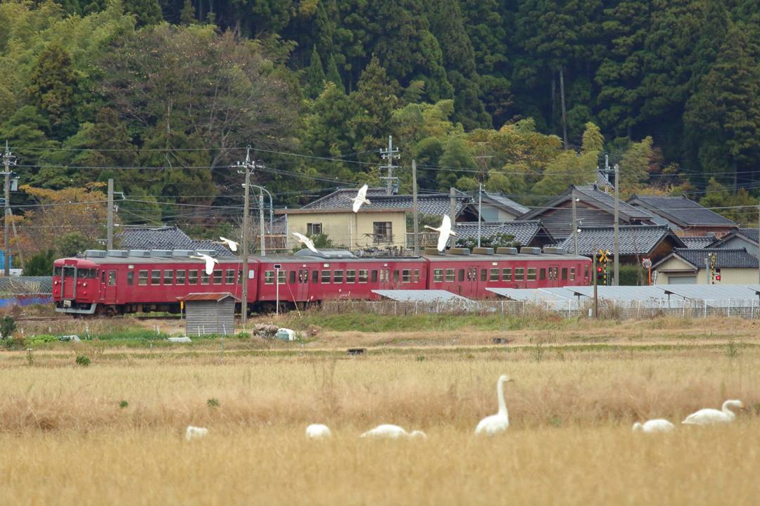 白鳥総集編2019~2020 その3_e0403850_23361002.jpg