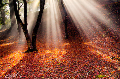 過年撮影の紅葉！（いずれも熊本地震前の撮影です。） _a0057752_10320046.jpg