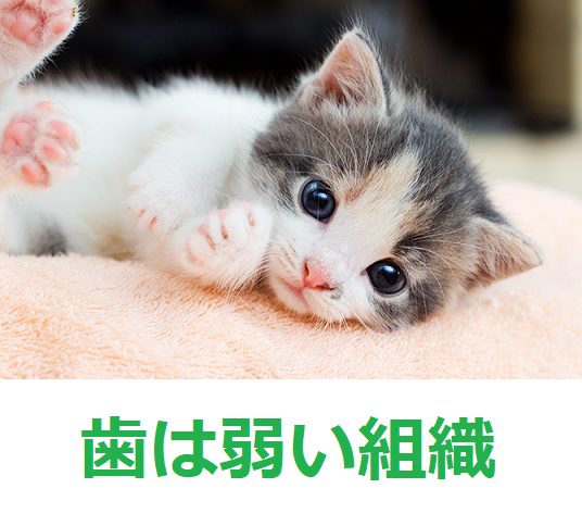 歯は弱い組織_d0338857_04020646.png