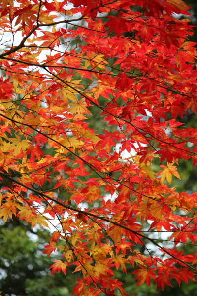 紅葉（定光寺〜岩屋堂）_b0092958_16335683.jpg