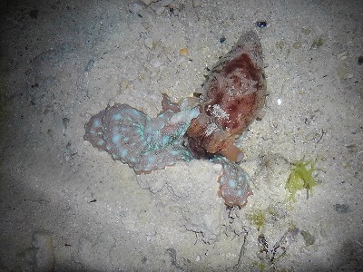 真夜中の海の散策_c0180460_00523193.jpg