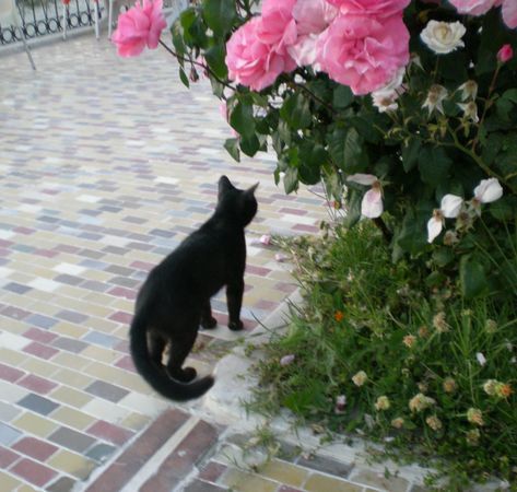 ’19,12,1(日)トルコの猫ちゃんとワンちゃん!_f0060461_10493105.jpg