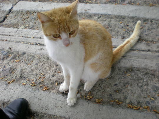 ’19,12,1(日)トルコの猫ちゃんとワンちゃん!_f0060461_11095051.jpg