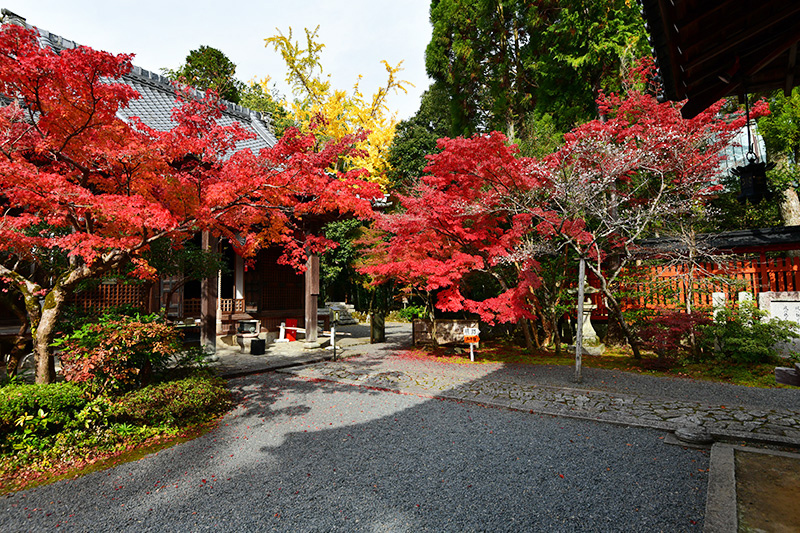 赤山禅院 紅葉 ちょっとそこまで