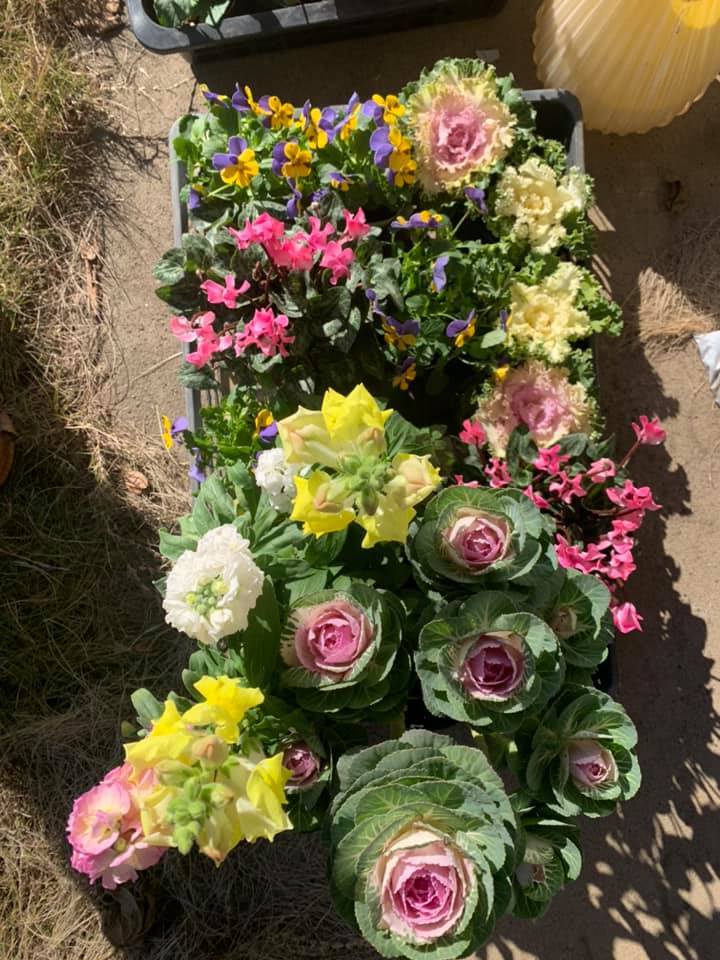 お花が綺麗よ~_e0040673_14212717.jpg