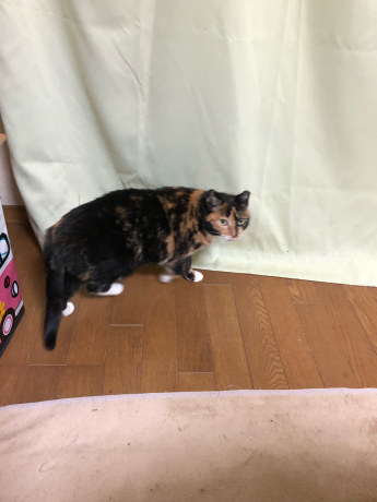 ホカペるのか?ホカペらないのか?_e0355177_19365374.jpg