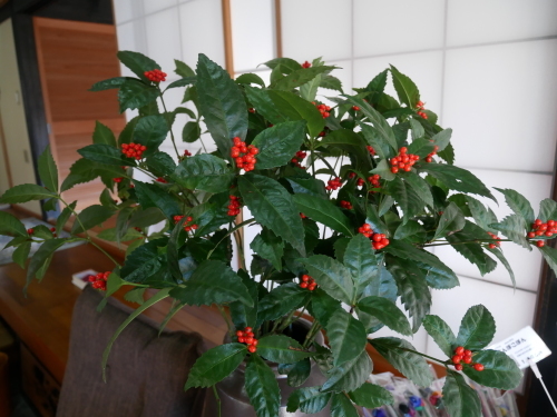 花いっぱいの猫楠舎_f0054677_09285619.jpeg