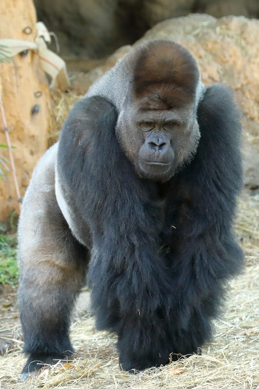僕はリキ 2歳と1ヵ月の ゴリラ男子です 旅プラスの日記 僕はリキ 2歳と1ヵ月の ゴリラ男子です 旅プラスの日記
