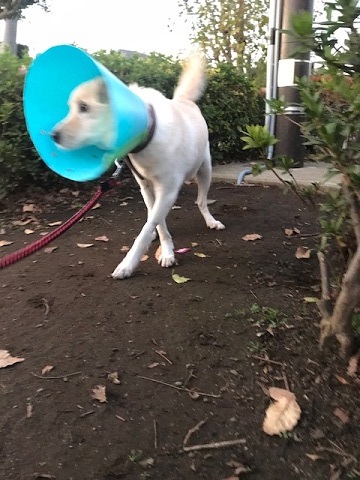 こぐまくん再診へ_f0242002_14091187.jpg