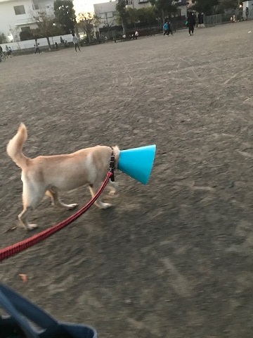 こぐまくん再診へ_f0242002_14091250.jpg
