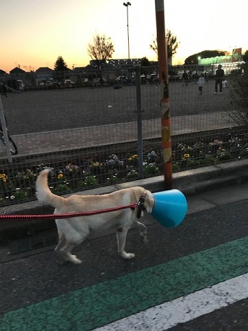 こぐまくん再診へ_f0242002_14092927.jpg