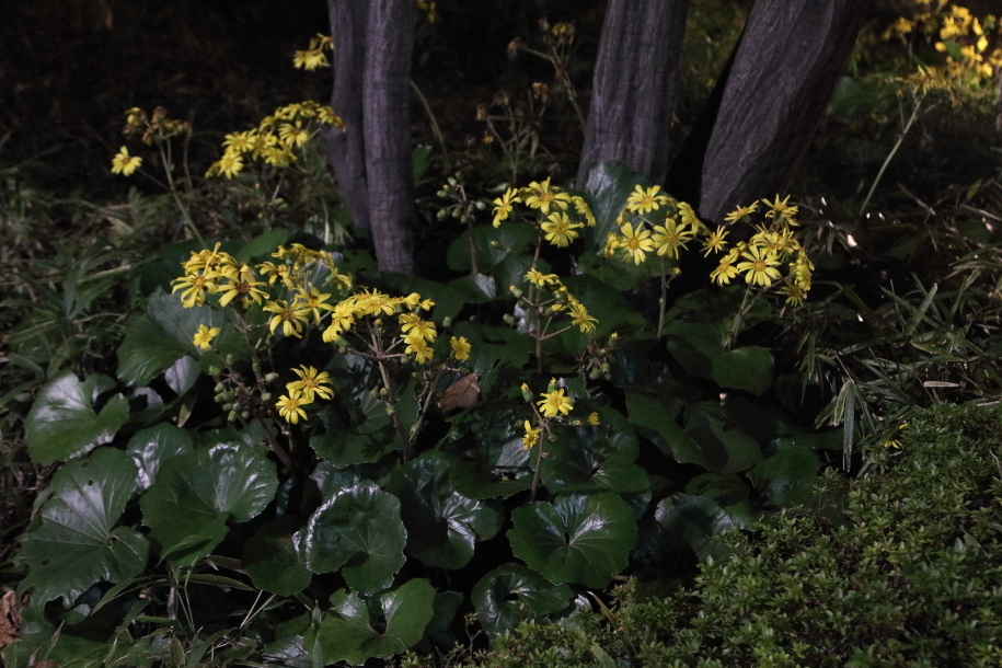 秋の稜線 - 2019年紅葉・秩父鉄道 -_b0190710_22052125.jpg