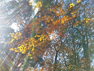 近くて、近くて、そして素敵な…南宮山_c0359615_01041540.jpg