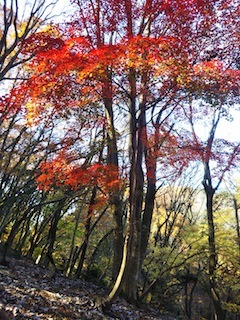 近くて、近くて、そして素敵な…南宮山_c0359615_01055997.jpg