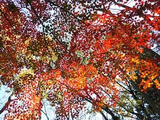 近くて、近くて、そして素敵な…南宮山_c0359615_01060711.jpg