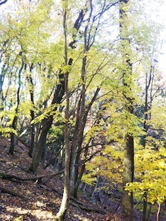 近くて、近くて、そして素敵な…南宮山_c0359615_01063631.jpg