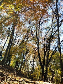 近くて、近くて、そして素敵な…南宮山_c0359615_01064323.jpg