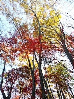 近くて、近くて、そして素敵な…南宮山_c0359615_01065619.jpg
