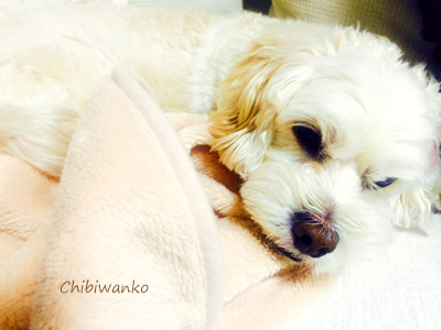 ☆1月の人気メニュー☆_a0392423_00251422.jpg