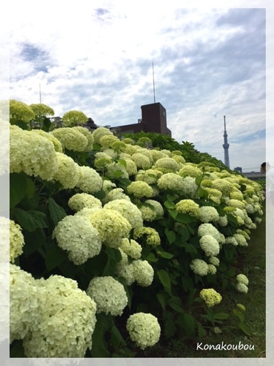 下町の水辺散策。_a0392423_00254687.jpg
