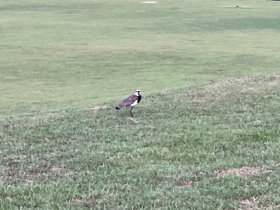 ブラジルの旅’19_e0097130_23182784.jpg
