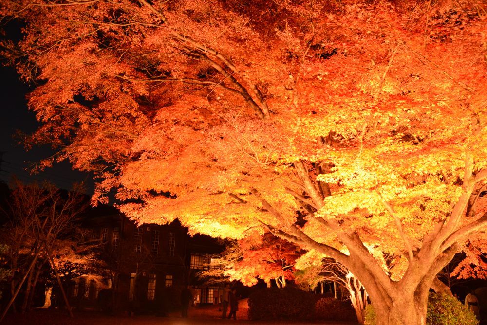 1丁目の夜間公開延長 楓の巨木_e0373930_20464573.jpg
