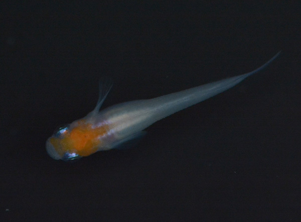 え?屋外無加温だぞ?_e0097534_18323383.jpg