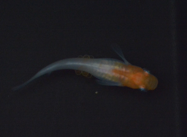 え?屋外無加温だぞ?_e0097534_18324702.jpg