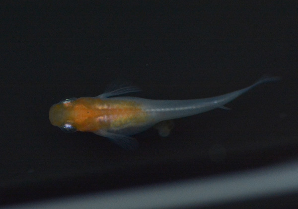 え?屋外無加温だぞ?_e0097534_18325652.jpg