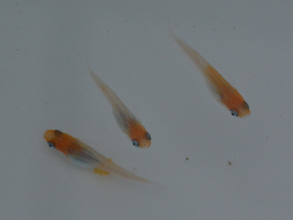 え?屋外無加温だぞ?_e0097534_18371361.jpg