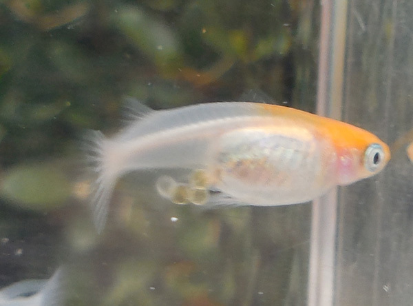 え?屋外無加温だぞ?_e0097534_18402130.jpg