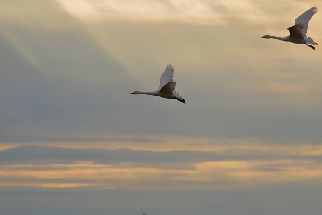 白鳥総集編2019~2020 その3_e0403850_20325828.jpg
