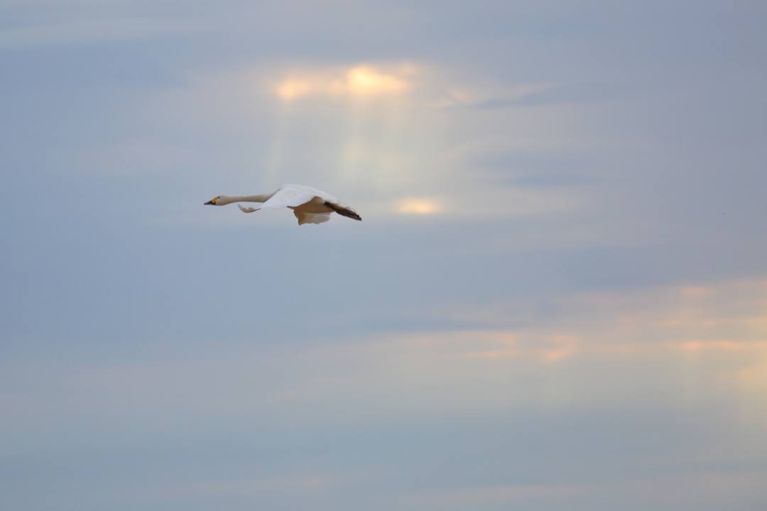 白鳥総集編2019~2020 その3_e0403850_20330299.jpg