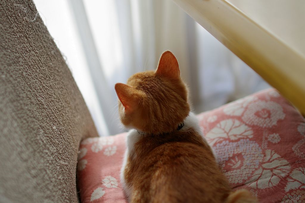 猫の後ろ姿と後頭部 ぶん屋の抽斗